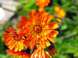 Find the perfect orange farbe stock photos and editorial news pictures from getty images. Orange Die Farbe Der Optimisten Das Grune Medienhaus