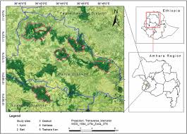 Image result for Lepidotrichilia volkensii