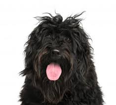While matted dog hair is unsightly and unpleasant to the touch, there are some actual physical risks of not taking care of matted dog hair, as well. 8 Steps To Untangle Matted Dog Hair With Cowboy Magic Cowboy Magic