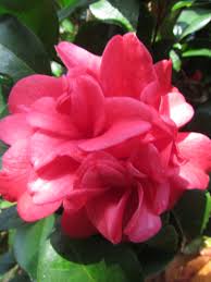 Red White Camellia Camellia Japonica 03 Flowers White Camellia Plants