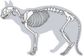 We did not find results for: How To Draw Animals Feltmagnet