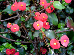 1800flowers.com has been visited by 100k+ users in the past month Florida Botanical Gardens Did You Know There Are Thornless Crown Of Thorns Euphorbia Geroldii Is A Semi Succulent Shrub With No Spines Their Red Bracts And Yellow Flowers Are Almost Always