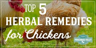 Maybe you would like to learn more about one of these? 5 Herbal Medicines For Chicken Illnesses Natural Remedies For Poultry