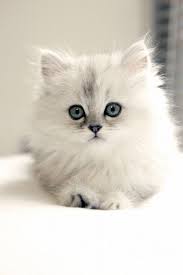 How Can You Do A Persian Cat Adoption Cute Kittens Sevimli Kedi Yavrulari Sevimli Kopekler