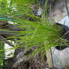 Image result for Carex angolensis