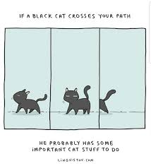 If A Black Cat Crosses Your Path Crazy Cats Cat Love I Love Cats