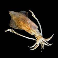 Centipedes (animals without bones) by jason cooper. How Do Animals Without Bones Move Ncpr News