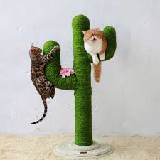 How to get cat to use scratching post. Why Does My Cat Not Use The Scratching Post Five Things You Missed Catpointers