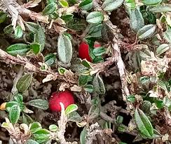 Image result for Eriocephalus microphyllus