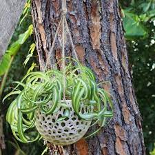 Maybe you would like to learn more about one of these? Hanging Orchid Pot With Holes Print A Pot