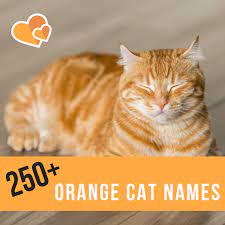 If you are looking for cute cat names for your new cute little kitten, then you've come to the perfect place. 250 Best Ginger Cat Names Pethelpful