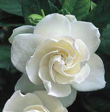 Hardy Gardenia At Portland Nursery And Garden Center
