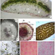 Image result for Portulaca quadrifida