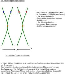 Drosophila melanogaster, that is the common fruit fly, is one of the most important model organisms in genetics. Genetik 0 Ubersicht 0 1 Grundbegriffe 0 2 Ubersichtstabelle 1 Zellgenetik 1 1 Chromosomen Als Trager Der Genetischen Information Pdf Kostenfreier Download