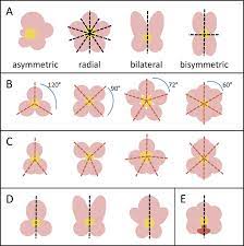 Google scholar provides a simple way to broadly search for scholarly literature. Symmetry In Diverse Flower Shapes A Asymmetrical Flowers Have No Download Scientific Diagram