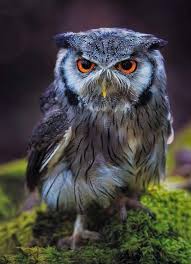 Owl Fotograf Hayvanlar Puhu