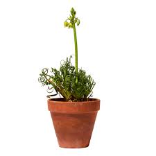 Image result for Albuca kirkii