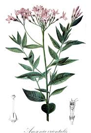 Image result for Periglossum mackenii