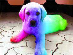 Aug 05, 2016 · puppies and rainbows. 11 Rainbow Dogs Ideas Rainbow Dog Dogs Rainbow