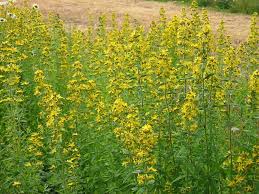 Image result for Monadenium hirsutum