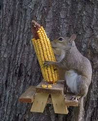 Squirrels love to eat cucumbers, squash, beans, and eggplants. Squirrel Food What Are The Best Things To Feed Squirrels