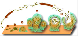 Biofilm Busting Protocol For H Pylori And Gram Negative Bacteria