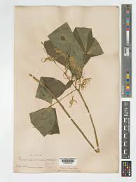 Image result for Crateva eminens