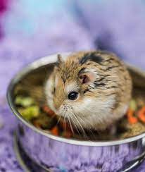 Habitat should be plastic, metal or glass and escapeproof with a solid bottom; A Complete Dwarf Hamster Care Guide From Feeding To Housing And More