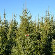 Fully insured, with over 30 years experience we strive to provide professional and. Buy Bare Root Fraser Fir Seedlings Abies Fraseri Chief River Nursery Chief River Nursery