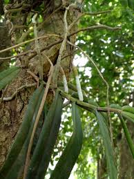 Image result for Rhipidoglossum