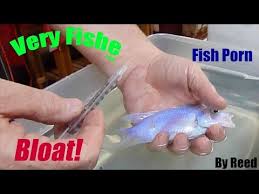 Bloat Fix Youtube