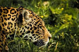 Today significant numbers of jaguars are found only in remote regions of south and. New Study Reveals Habitat That Could Increase Jaguar Numbers