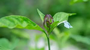 Image result for Ecbolium hastatum