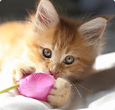 Veterinarians In Libertyville Il Care Animal Hospital Of Libertyville