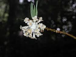 Image result for Synandrodaphne paradoxa