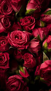 Pink Roses Buds Flowers 720x1280 Wallpaper Beautiful Flowers Flowers Beautiful Roses