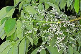 Find the reviews and ratings to know better. Hevea Brasiliensis Monaco Nature Encyclopedia