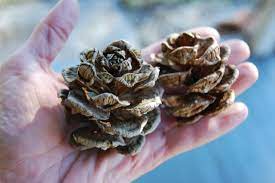 Evergreen Plant Propagation