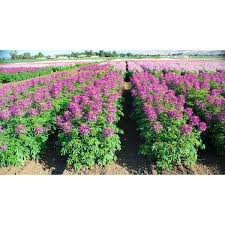 Image result for Cleome densifolia