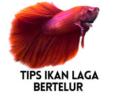 Ikan Laga Bertelur Tips Banyak Telur Tanda Ikan Laga Bertelur