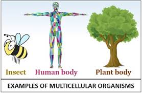 Check spelling or type a new query. Difference Between Unicellular And Multicellular Organisms With Comparison Chart Biology Reader
