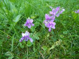 Maybe you would like to learn more about one of these? Meadow Blooms 7 Wild Violets Garden Variety Life