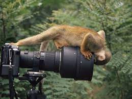 Curious Georges Animals Beautiful Animals Wildlife Photography