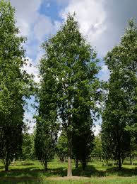 Image result for Necepsia castaneifolia