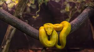 Update 3/6/13, so many additional stories and locations about this snake have popped up that i stopped bothering to update the post, but recently many have claimed the snake was from texas. How Many Snakes Are Actually On Snake Island