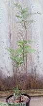 Image result for Elephantorrhiza suffruticosa