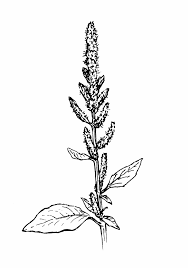 Image result for Amaranthus hybridus