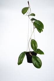 Plantsdeserve Hoya Joy
