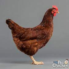 May 31, 2021 · rhode island red chicken is an american dual purpose chicken breed which was developed in. Day Old Chicks Rhode Island Red