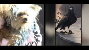 Beautiful charming engaging yorkie puppies for sale evelynyorkie112. Video Get Off My Dog Owner Yells As Yorkie Puppy Is Nearly Swept Away By Large Bird Ksnv